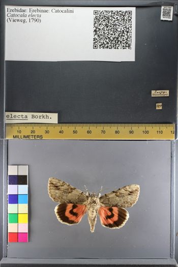 Media type: image;   Entomology 747066